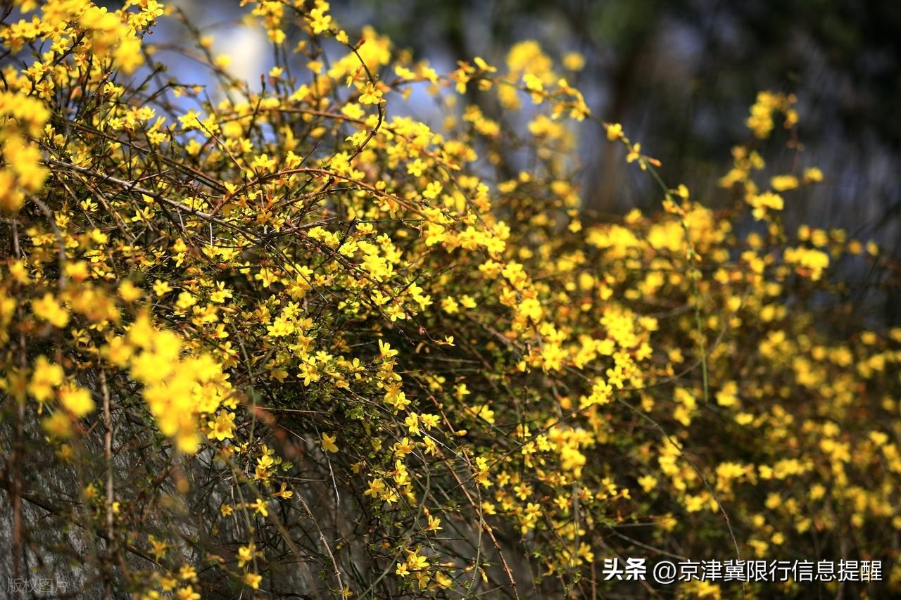 北京天津2月下旬限号限行通知,速看尾号及时间区域